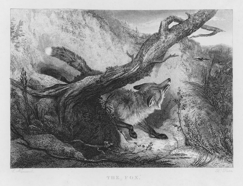 Der Fuchs von Charles (after) Hancock
