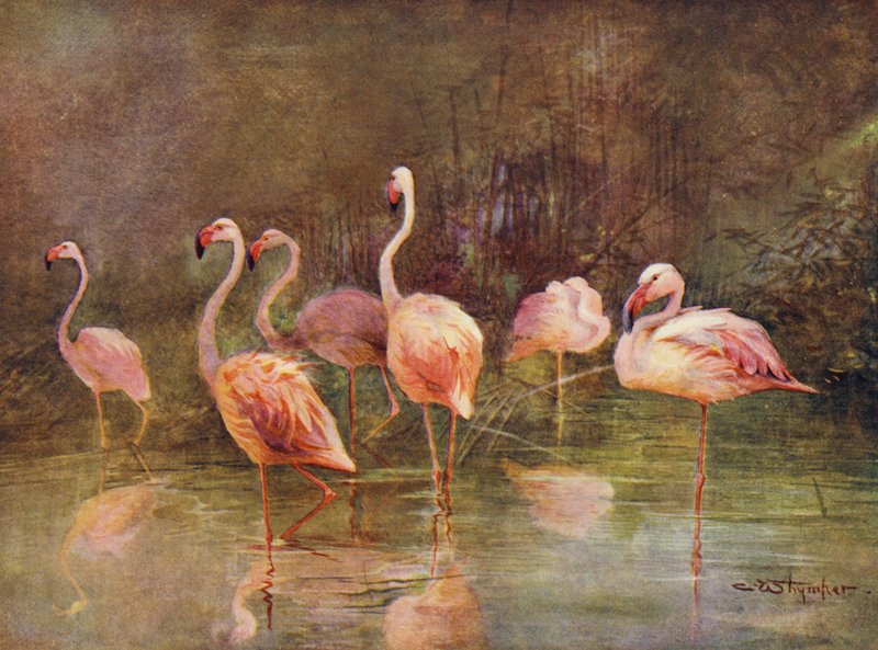 Flamingos von Charles (after) Whymper