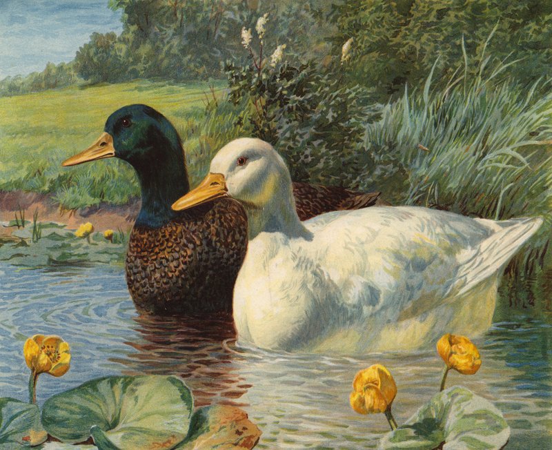 Enten (Chromolithografie) von Charles Collins