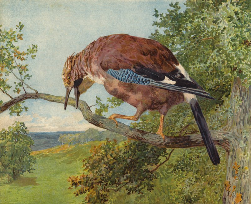 Eichelhäher von Charles Collins