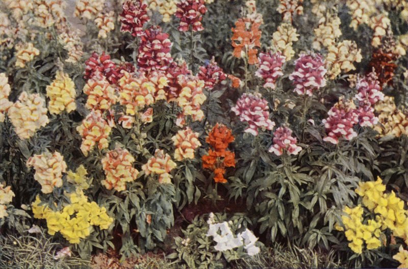 Löwenmäulchen von Charles Essenhigh Corke