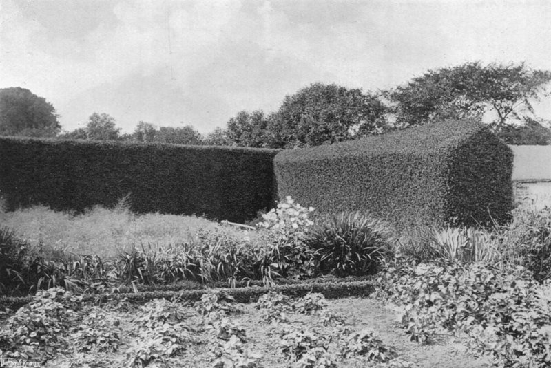 Buchsbaumhecken im Küchengarten von Charles Latham