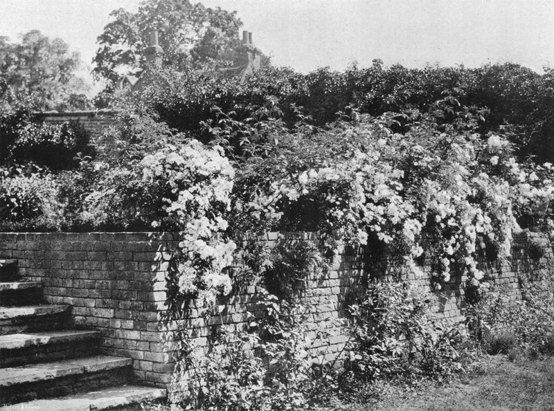 Büschelrosen von Charles Latham