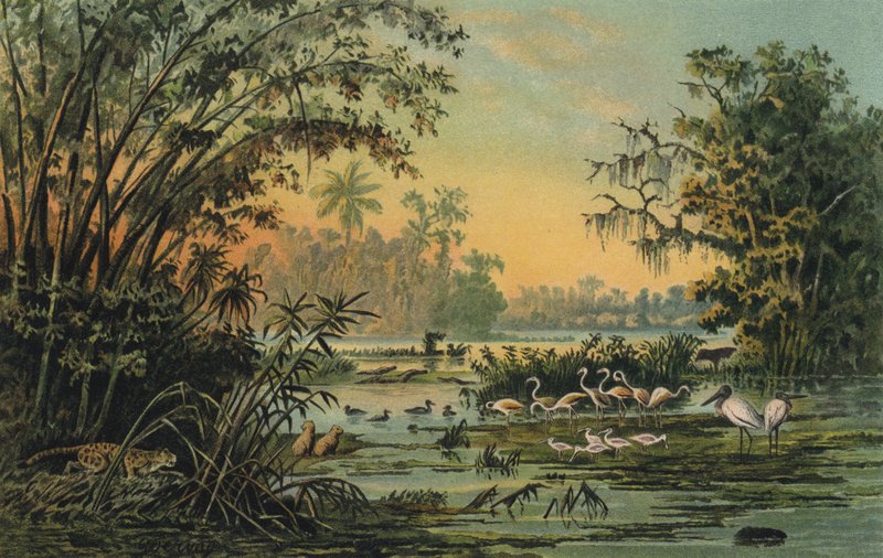 Wildtiere am mittleren Orinoco, Venezuela von Christian Anton Goering