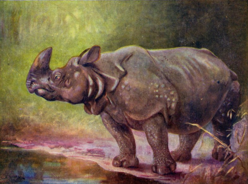 Im Zoo: Nashorn von Cuthbert Edmund Swan