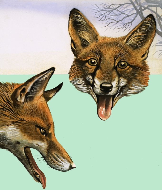 Der Fuchs von David Pratt