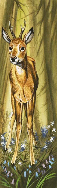 Das Reh von David Pratt