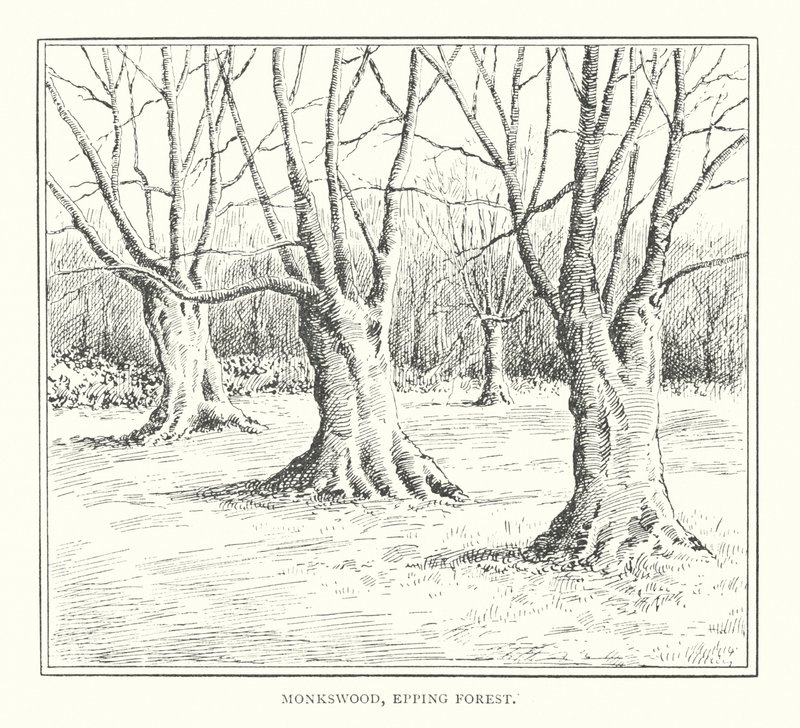 Monkswood, Epping Forest von Duncan Moul