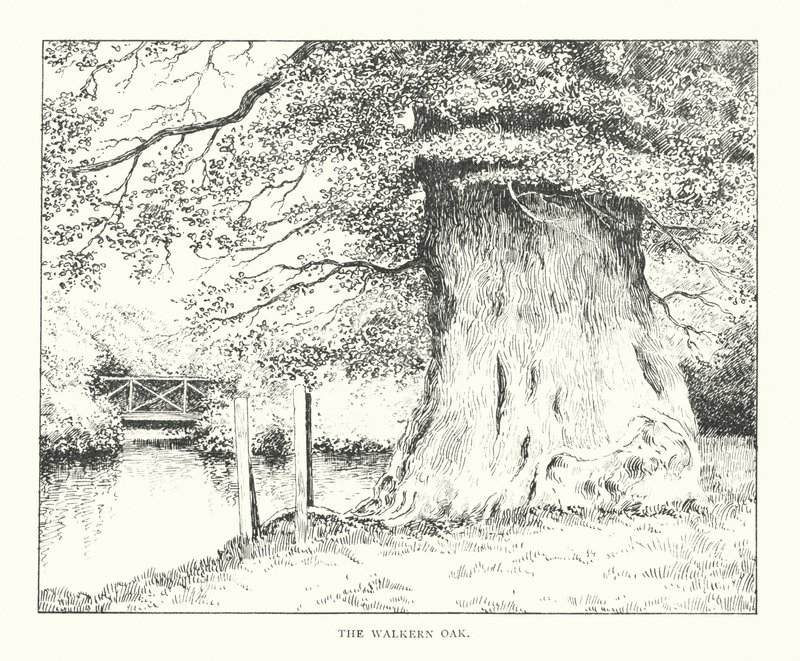 Die Walkern-Eiche von Duncan Moul