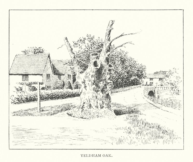 Yeldham Oak von Duncan Moul