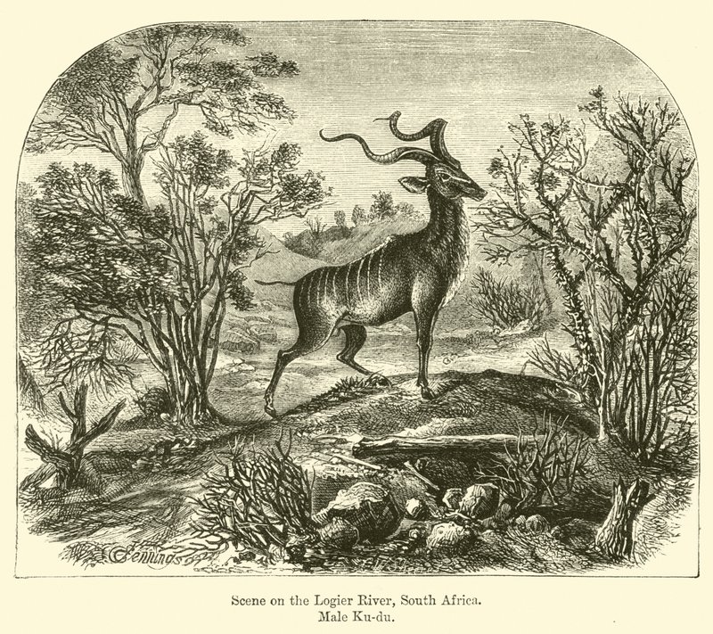 Szene am Logier-Fluss, Südafrika, Männlicher Kudu von E. Jennings