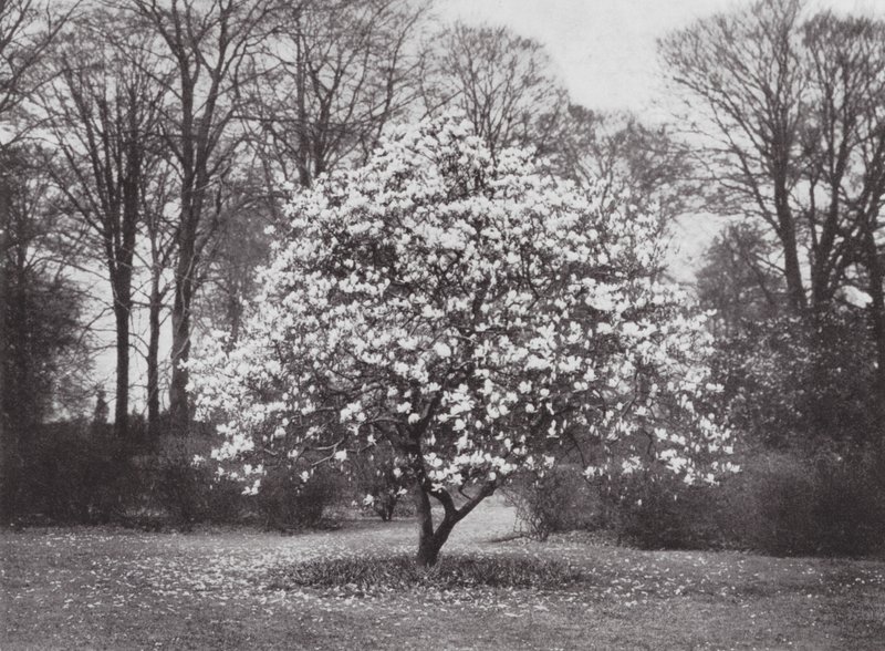 Kew Gardens, ca. 1900 von E. J. Wallis