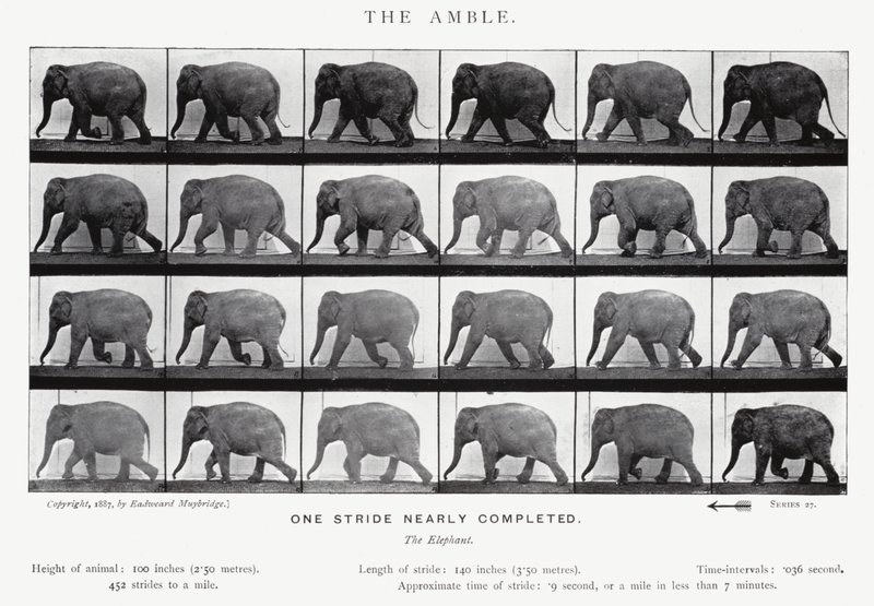 Eadweard Muybridge: Der Schritt von Eadweard Muybridge
