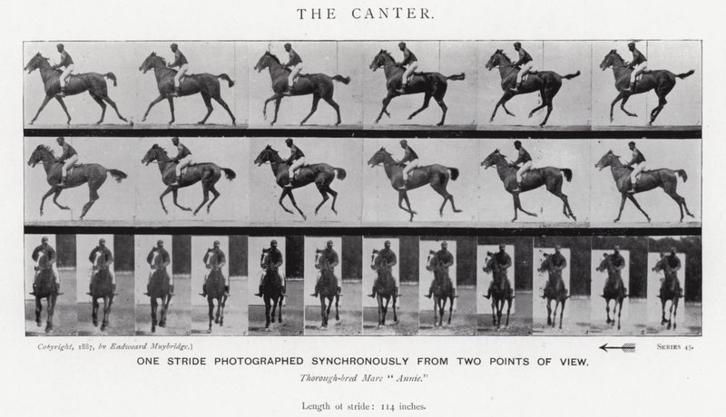 Der Kanter von Eadweard Muybridge