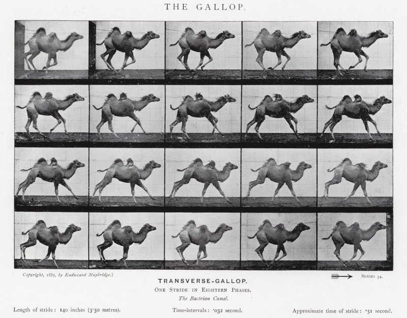 Eadweard Muybridge: Der Galopp von Eadweard Muybridge