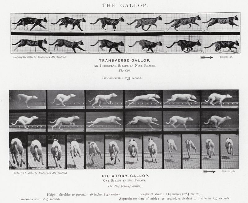 Der Galopp von Eadweard Muybridge