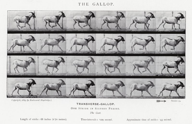 Der Galopp von Eadweard Muybridge