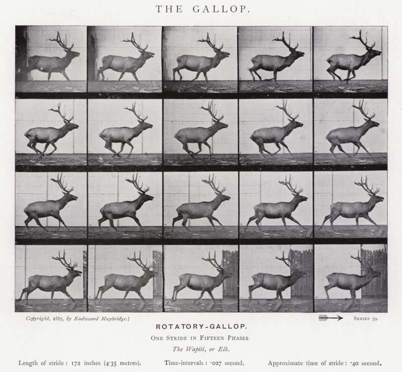Der Galopp von Eadweard Muybridge