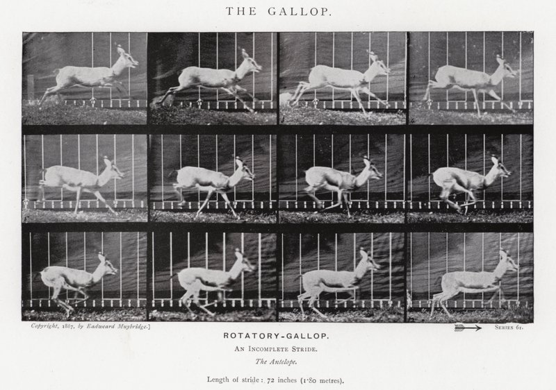 Der Galopp von Eadweard Muybridge