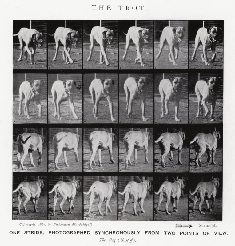 Eadweard Muybridge: Der Trab von Eadweard Muybridge