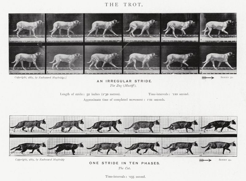 Der Trab von Eadweard Muybridge
