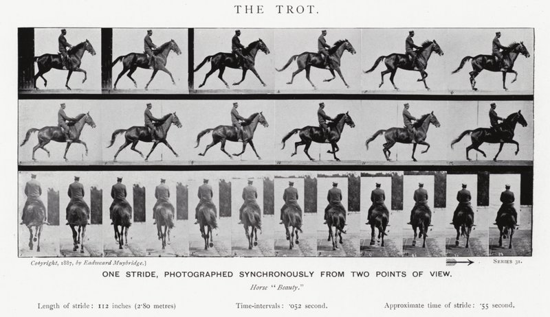 Eadweard Muybridge: Der Trab von Eadweard Muybridge