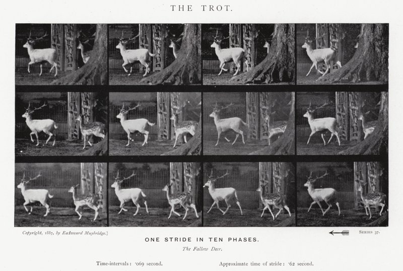Der Trab von Eadweard Muybridge