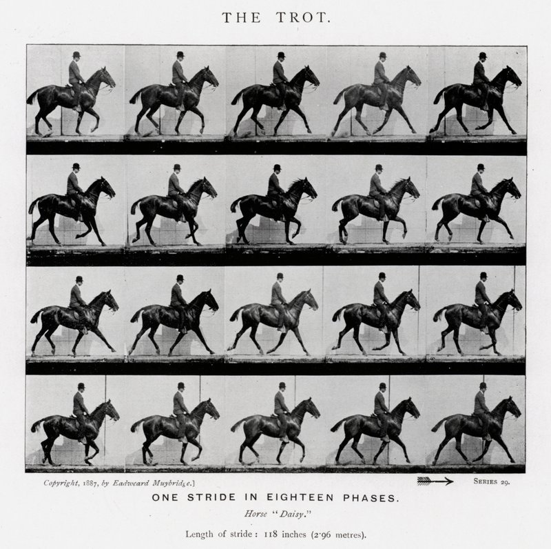 Eadweard Muybridge: Der Trab von Eadweard Muybridge
