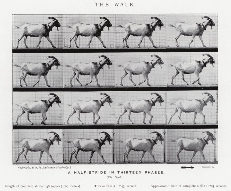Eadweard Muybridge: Der Gang von Eadweard Muybridge