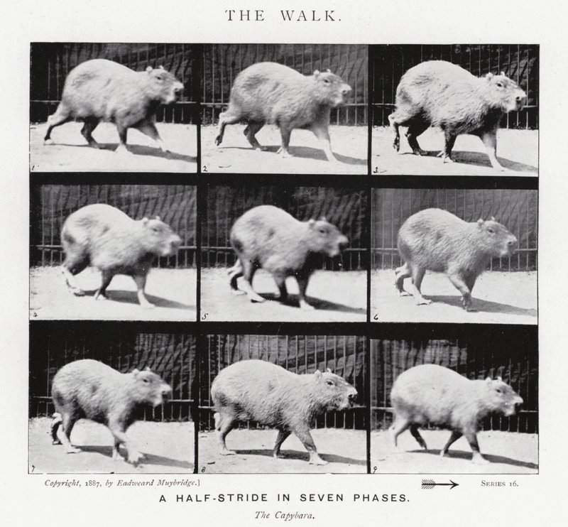 Eadweard Muybridge: Der Gang von Eadweard Muybridge