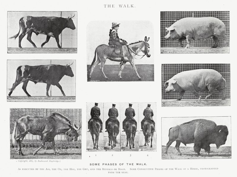 Eadweard Muybridge: Der Gang von Eadweard Muybridge