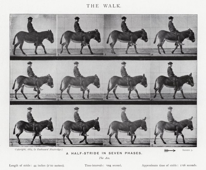Der Spaziergang von Eadweard Muybridge