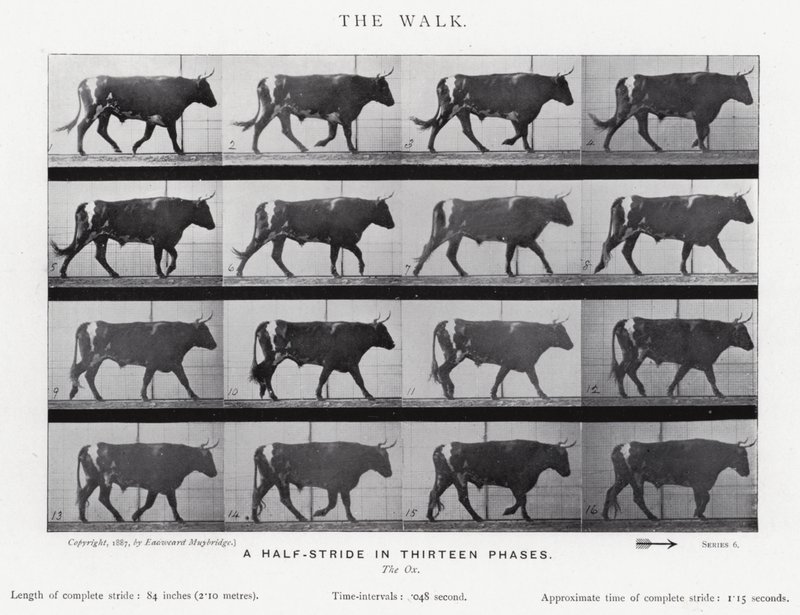 Der Spaziergang von Eadweard Muybridge