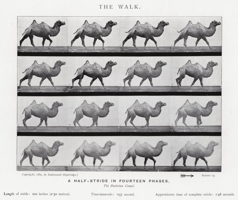 Der Spaziergang von Eadweard Muybridge
