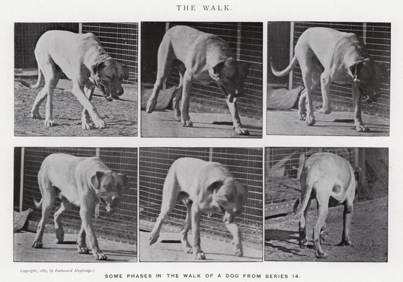 Der Spaziergang von Eadweard Muybridge