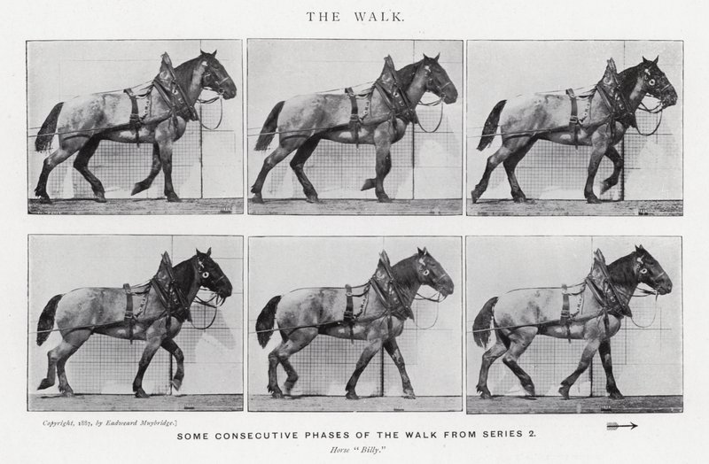 Eadweard Muybridge: Der Gang von Eadweard Muybridge