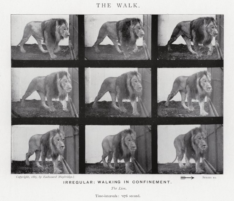 Eadweard Muybridge: Der Gang von Eadweard Muybridge