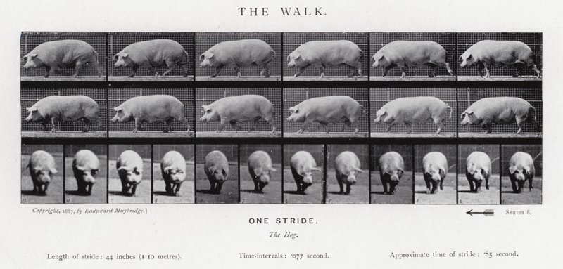 Eadweard Muybridge: Der Gang von Eadweard Muybridge