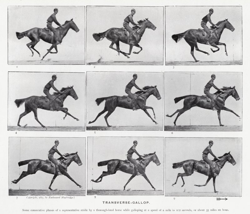Eadweard Muybridge: Der Quer-Galopp von Eadweard Muybridge