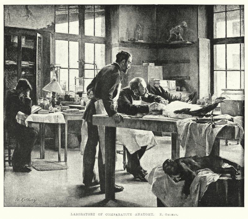 Labor für vergleichende Anatomie (Stich) von Edouard Gelhay