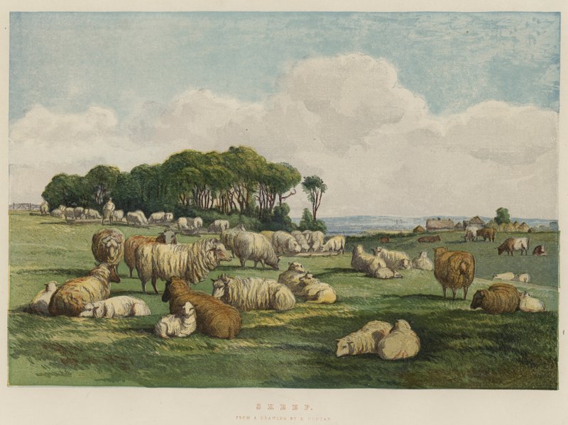 Schafe von Edward Duncan