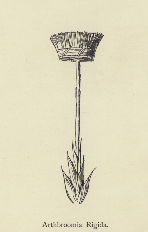 Arthbroomia Rigida von Edward Lear