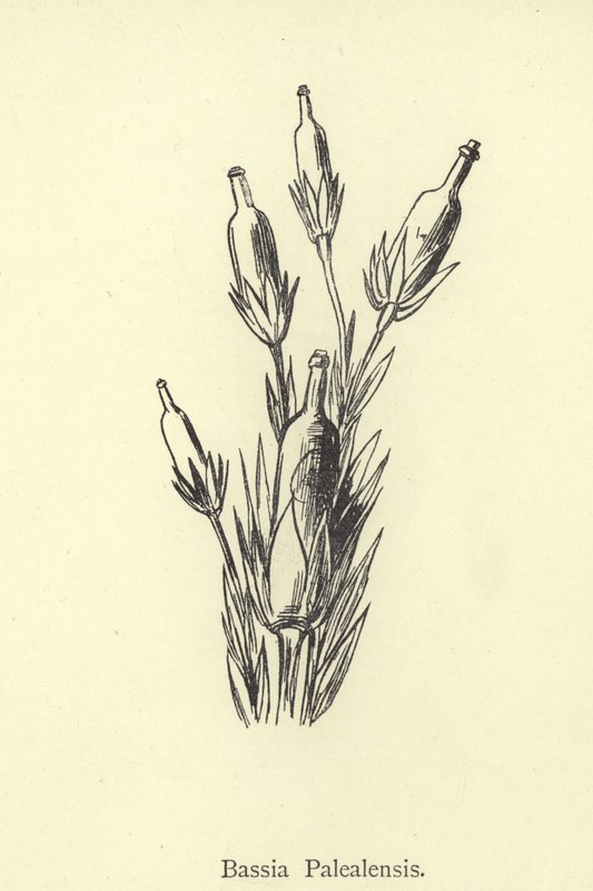 Bassia Palealensis von Edward Lear