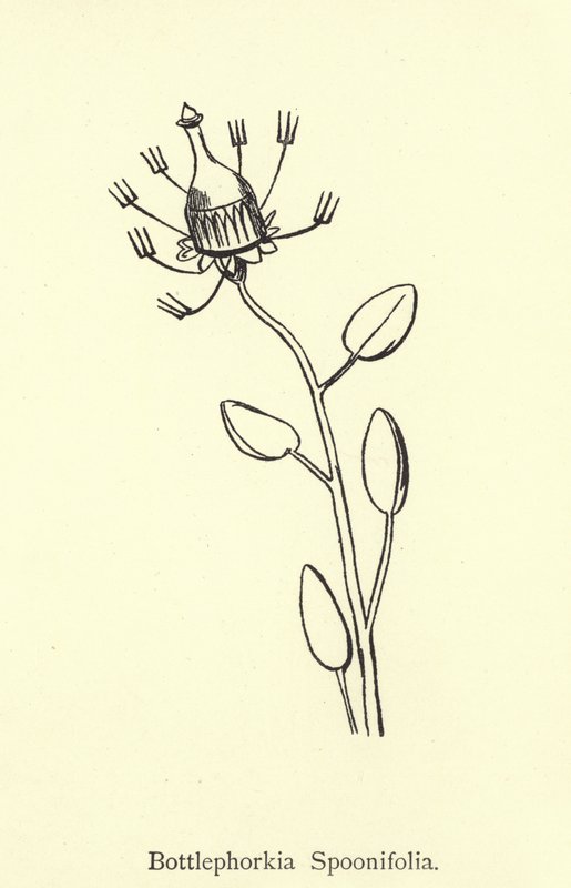 Bottlephorkia Spoonifolia von Edward Lear