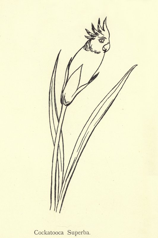 Cockatooca Superba von Edward Lear
