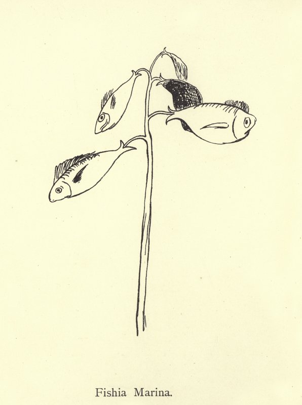 Fishia Marina von Edward Lear