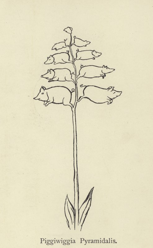 Piggiwiggia Pyramidalis von Edward Lear