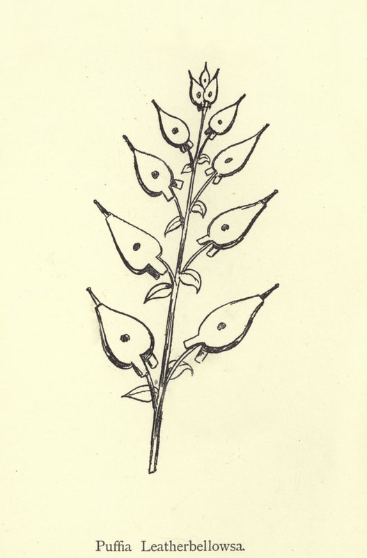 Puffia Leatherbellowsa von Edward Lear