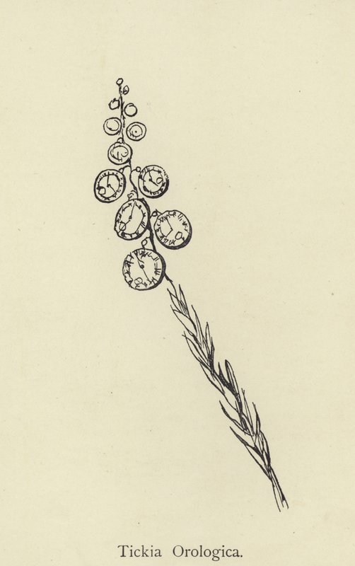 Tickia Orologica von Edward Lear