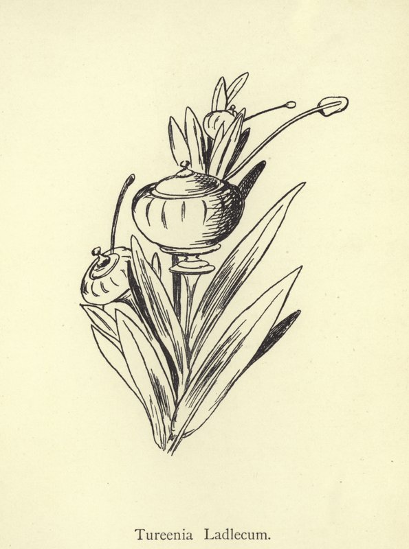 Tureenia Ladlecum von Edward Lear